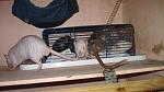     
: IMG_0981.jpg
: 33
:	37.8 
ID:	2276431