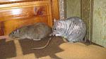     
: IMG_1034.jpg
: 31
:	42.4 
ID:	2276467