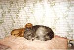     
: сканирование0005.jpg
: 25
:	299.4 
ID:	2288055