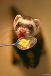     
: Mustela_9.jpg
: 15
:	32.9 
ID:	2293709