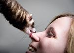     
: Mustela_1.jpg
: 14
:	69.0 
ID:	2293712