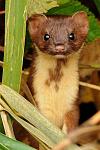     
: Mustela_12.jpg
: 12
:	64.3 
ID:	2293713
