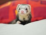     
: Mustela_17.jpg
: 11
:	29.6 
ID:	2293724