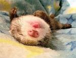     
: Mustela_16.jpg
: 12
:	79.2 
ID:	2293725