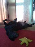     
: 19122010_003.jpg
: 28
:	81.8 
ID:	2298519