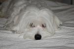    
: DSC_2040.jpg
: 10
:	85.1 
ID:	2306005