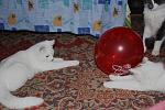     
: IMG_3755.jpg
: 48
:	125.8 
ID:	2307364