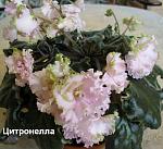     
: fh16-1.jpg
: 37
:	106.1 
ID:	2310096
