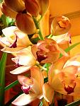     
: fh19-1.jpg
: 49
:	217.4 
ID:	2310115