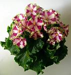     
: fh26-1.jpg
: 43
:	127.9 
ID:	2310137