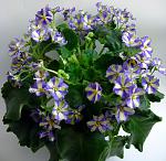     
: fh26-3.jpg
: 36
:	126.9 
ID:	2310140