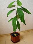     
: fh29-3.jpg
: 31
:	108.6 
ID:	2310149