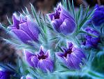     
: blue-violet-flower02.jpg
: 10
:	158.2 
ID:	2315554