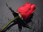     
: redredrose.jpg
: 11
:	49.6 
ID:	232155