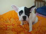     
: DSC02044.jpg
: 26
:	104.2 
ID:	2323204