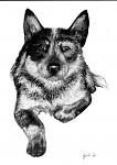     
: blueheeler.jpg
: 13
:	80.6 
ID:	2323501