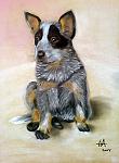     
: murri-mandy-17-pup-cattledog-3dec08.jpg
: 12
:	64.5 
ID:	2324497