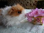     
: SAM_01570.jpg
: 32
:	114.8 
ID:	2337509
