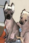     
: image001.jpg
: 28
:	28.4 
ID:	2341733