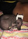     
: image003.jpg
: 29
:	32.4 
ID:	2341734