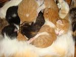     
: DSC09619.JPG
: 97
:	123.5 
ID:	2350663