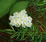     
: DSC02864.JPG лакуноза обр&#107.jpg
: 38
:	110.4 
ID:	2351279