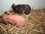     
: DSC01985.JPG
: 29
:	98.7 
ID:	2354547