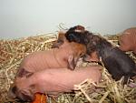     
: DSC01987.JPG
: 25
:	61.8 
ID:	2354548