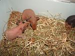     
: DSC01996.JPG
: 25
:	241.1 
ID:	2354550