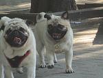     
: IMG_0331.JPG
: 40
:	213.5 
ID:	2356128