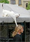     
: cat.jpg
: 34
:	40.9 
ID:	235638