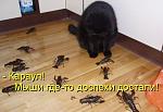     
: 1270289434-prikolnye-zverushki-s-podpisjami-40-foto_AddFun.ru_39.jpg
: 24
:	28.0 
ID:	2365878