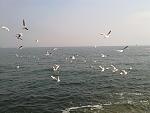     
: 120320111559.jpg
: 8
:	134.4 
ID:	2370681
