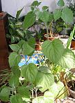     
: P1010014.jpg
: 27
:	136.3 
ID:	2380163