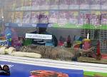     
: sca055.jpg
: 26
:	30.5 
ID:	2387052