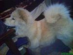     
: DSC03437.jpg
: 23
:	90.6 
ID:	238792