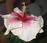     
: IMG_4816.jpg
: 8
:	90.6 
ID:	2390894