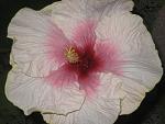     
: IMG_4827.jpg
: 11
:	105.4 
ID:	2390897