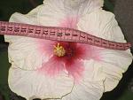     
: IMG_4826.jpg
: 14
:	114.6 
ID:	2390920
