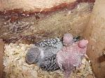     
: DSCF1217.jpg
: 55
:	153.6 
ID:	2396592