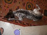    
: DSCF2938 copy.jpg
: 25
:	124.0 
ID:	2396745