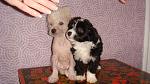     
: DSC08552.jpg
: 17
:	108.5 
ID:	2402003