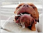     
: dog_1_5.jpg
: 11
:	57.3 
ID:	240796