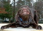    
: dog_1_8.jpg
: 17
:	57.5 
ID:	240798