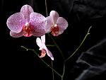     
: P1020784-3.jpg
: 56
:	79.0 
ID:	2416779