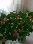     
: 24032011167.jpg
: 48
:	83.9 
ID:	2426329