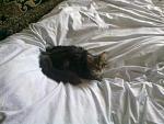    
: 220320111397.jpg
: 73
:	110.0 
ID:	2428977