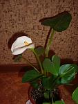     
: DSC04885.JPG
: 17
:	57.0 
ID:	2432185
