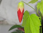     
: IMG_4354.JPG
: 16
:	141.4 
ID:	2435221