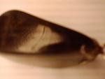     
: P130510_13.11.jpg
: 6
:	51.6 
ID:	2436376